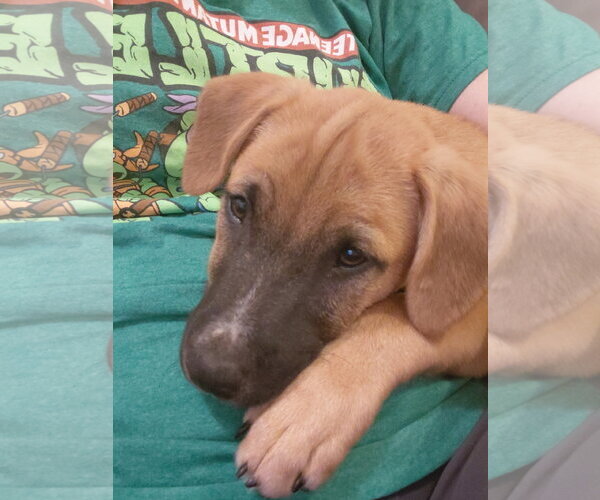 Medium Photo #10 Boxer-Unknown Mix Puppy For Sale in Holly Springs, NC, USA