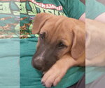 Small #9 Boxer Mix