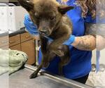 Small Australian Kelpie Mix