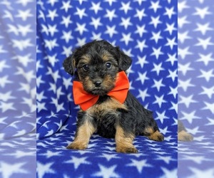 YorkiePoo-Yorkshire Terrier Mix Puppy for sale in CHRISTIANA, PA, USA