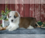 Puppy Nessie Pembroke Welsh Corgi