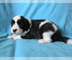 Small #1 Aussiedoodle