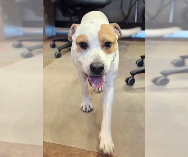 Medium Photo #7 Staffordshire Bull Terrier-Unknown Mix Puppy For Sale in Mountain View, AR, USA