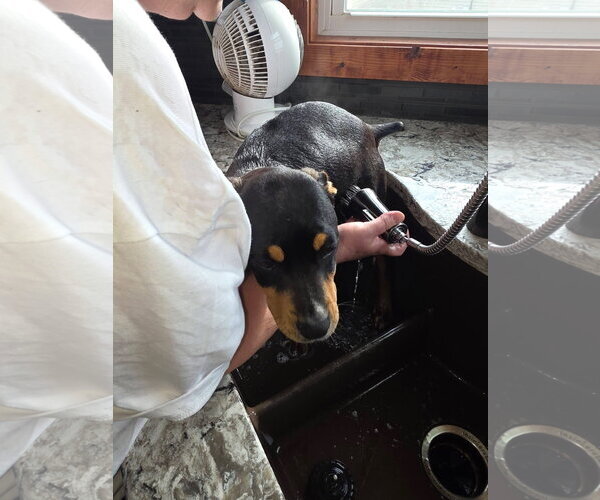 Medium Photo #2 Doberman Pinscher-Unknown Mix Puppy For Sale in Minneaoplis, MN, USA