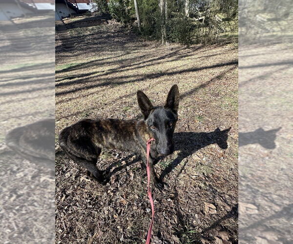 Medium Photo #6 Holland Shepherd Puppy For Sale in Imlay City, MI, USA