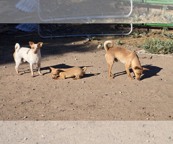 Medium Photo #3 Chiweenie Puppy For Sale in Peralta, NM, USA