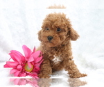 Small Poodle (Miniature)