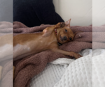 Small #1 Chihuahua Mix