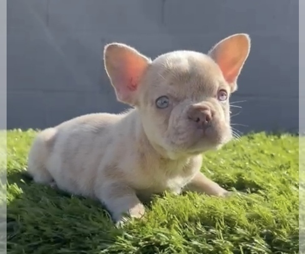 Medium Photo #7 French Bulldog Puppy For Sale in SAN MATEO, CA, USA