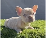 Small Photo #7 French Bulldog Puppy For Sale in SAN MATEO, CA, USA