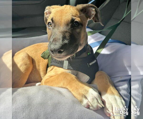 Medium Photo #3 Labrador Retriever-Unknown Mix Puppy For Sale in Washington, DC, USA