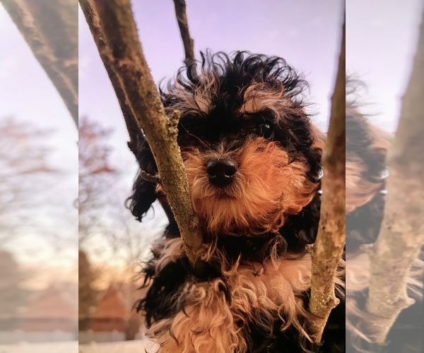 Medium Photo #2 Poodle (Toy) Puppy For Sale in MURFREESBORO, TN, USA