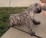 Small #2 Mastiff