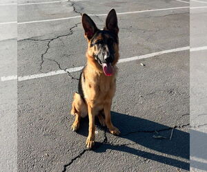 German Shepherd Dog Dogs for adoption in W Hollywood, CA, USA