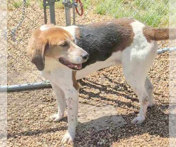 Medium Photo #2 Mutt Puppy For Sale in Anniston, AL, USA