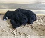 Small Photo #6 Golden Mountain Doodle  Puppy For Sale in SPOKANE, WA, USA
