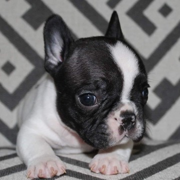 Medium Photo #2 French Bulldog Puppy For Sale in COUNTRY LAKES, FL, USA