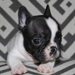 Small Photo #2 French Bulldog Puppy For Sale in COUNTRY LAKES, FL, USA