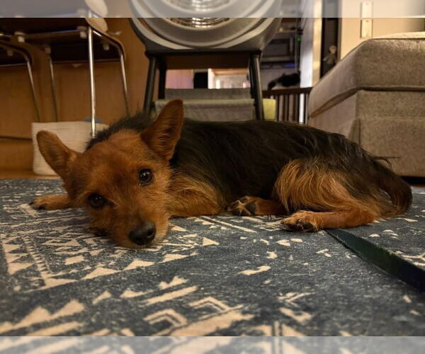 Medium Photo #10 Mutt Puppy For Sale in Oak Bluffs, MA, USA