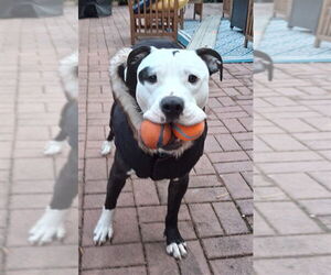 American Pit Bull Terrier Dogs for adoption in Derwood, MD, USA