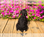 Small #29 Schnauzer (Miniature)