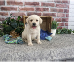 Ranger - Male Labrador Retriever Puppy for Sale - Photo #8