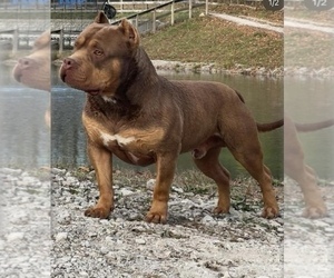 Father of the American Bully puppies born on 01/20/2024