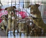 Small Photo #9 American Bully Puppy For Sale in LENOIR CITY, TN, USA