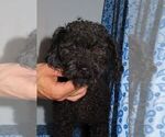 Small Photo #1 Poodle (Miniature) Puppy For Sale in MEMPHIS, MO, USA