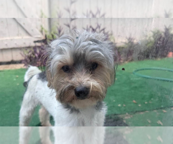 Medium Photo #1 Mutt Puppy For Sale in Spring, TX, USA