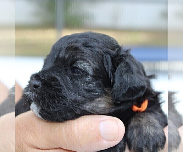Medium Photo #1 Aussie-Poo-Poodle (Toy) Mix Puppy For Sale in PORT CHARLOTTE, FL, USA