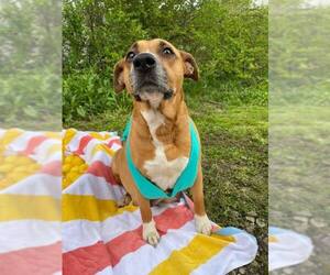 Mutt Dogs for adoption in Poplar Bluff, MO, USA
