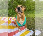 Penelope (Penny) - Female Mutt Dog for Adoption - Small photo
