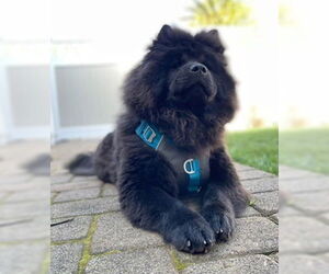 Nellie - Female Chow Chow Dog for Adoption - Photo #4