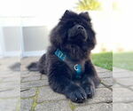 Small #3 Chow Chow