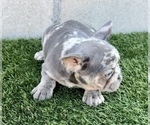 Small #3 French Bulldog