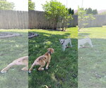 Small #3 Chihuahua Mix