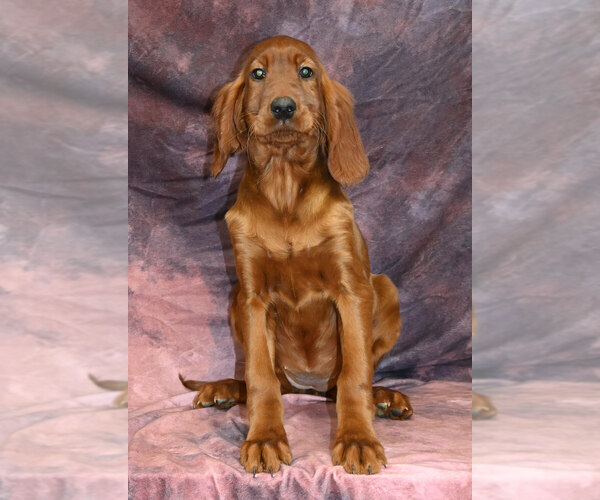 Medium Photo #1 Irish Setter Puppy For Sale in EXCELSIOR SPRINGS, MO, USA