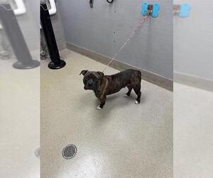 American Pit Bull Terrier-Unknown Mix Dogs for adoption in Las Vegas, NV, USA