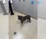 Small American Pit Bull Terrier Mix