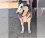 Small #2 Huskies  Mix