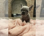 Small #13 French Bulldog
