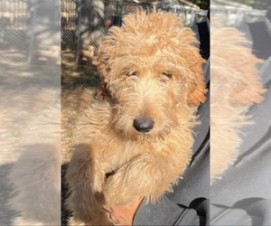 Miniature Labradoodle Puppy for sale in SUSSEX, NJ, USA