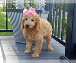 Small #4 Goldendoodle (Miniature)