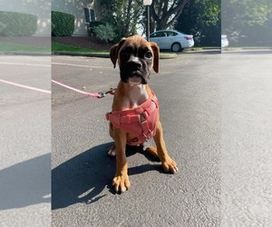 Boxer Puppy for sale in KENT, WA, USA