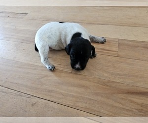 Medium German Shorthaired Pointer