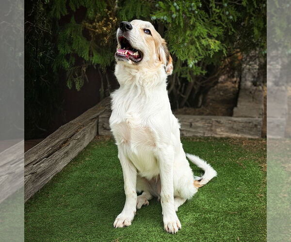 Medium Photo #2 Australian Shepherd-Great Pyrenees Mix Puppy For Sale in Albuquerque, NM, USA
