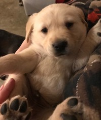 Golden Labrador Puppy for sale in DELTA, OH, USA