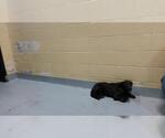 TUNA - Male Anatolian Shepherd-Unknown Mix Dog for Adoption - Small photo