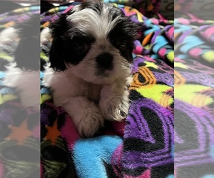 Shih Tzu Puppy for sale in PRINCETON, IN, USA